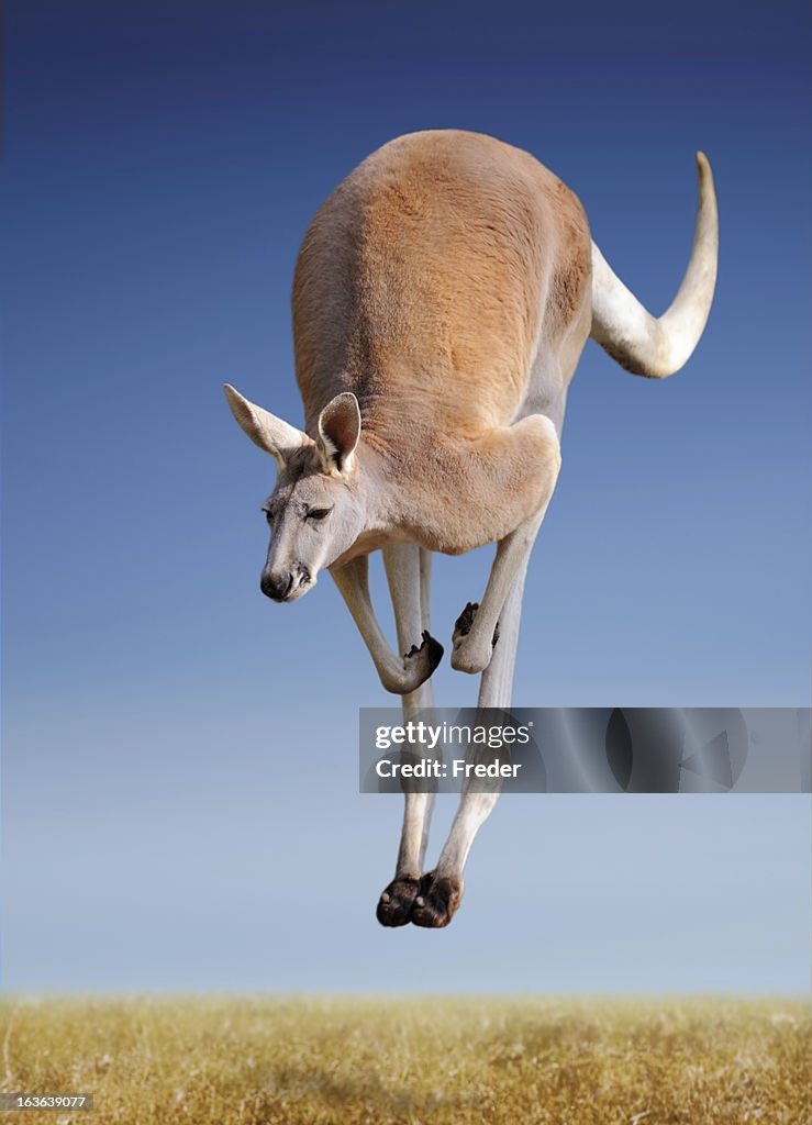 Jumping red kangaroo