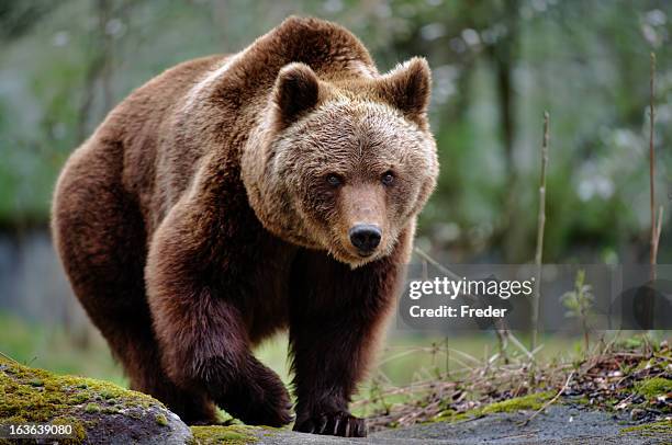 ours brun - bear face photos et images de collection