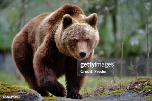 736点のアラスカヒグマのストックフォト Getty Images 736点のアラスカヒグマのストックフォト Getty Images