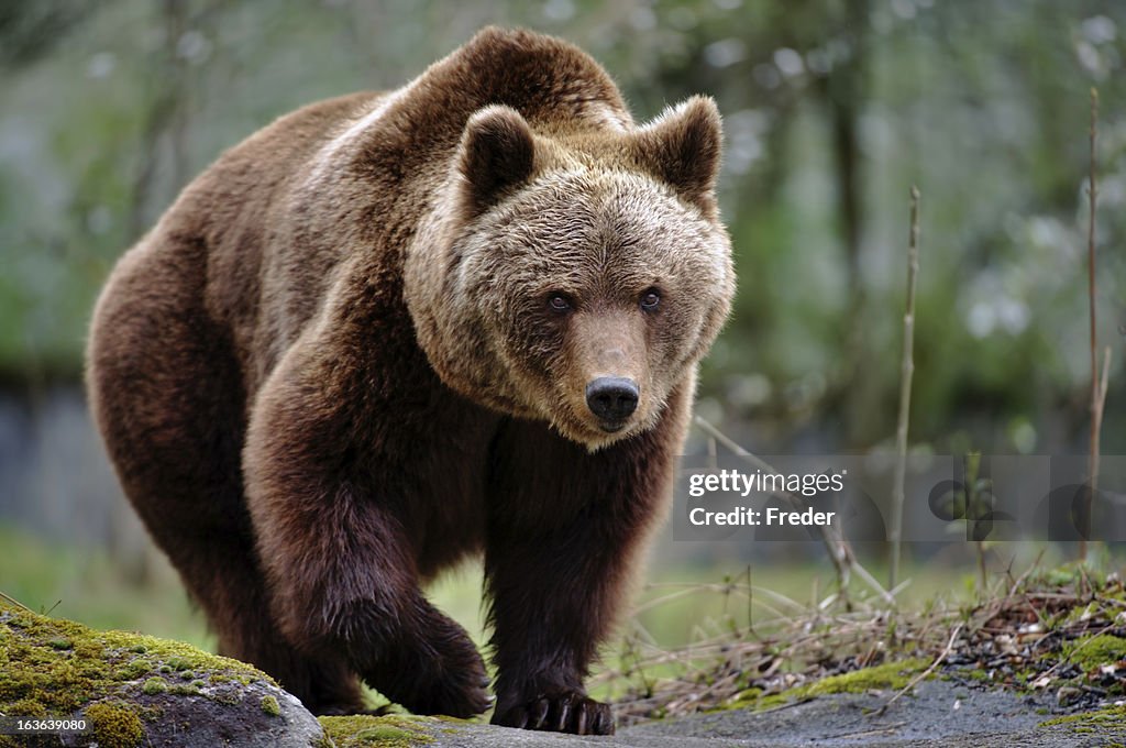 Brown bear