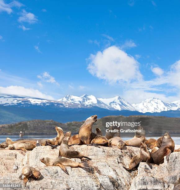 argentina ushuaia sea lions on island at beagle channel - tierra del fuego province chile stock pictures, royalty-free photos & images