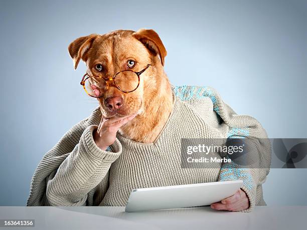 perro pensando en algo - miope and humor fotografías e imágenes de stock