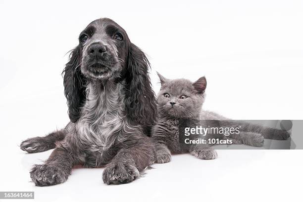 time to play - dog cat stock pictures, royalty-free photos & images