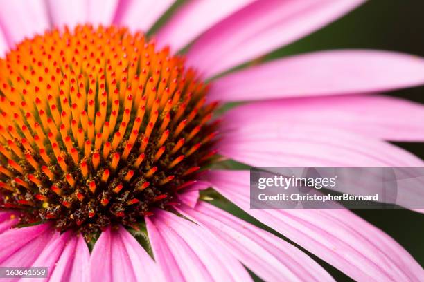 macro purple cornflower - coneflower stock pictures, royalty-free photos & images