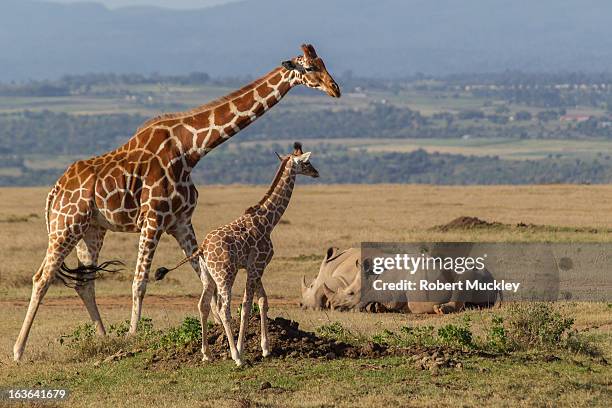 shhhh.....don't wake them - shhhh stockfoto's en -beelden