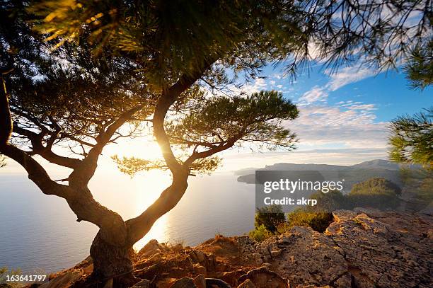 vecchio albero di pino alla riviera francese - costa azzurra foto e immagini stock