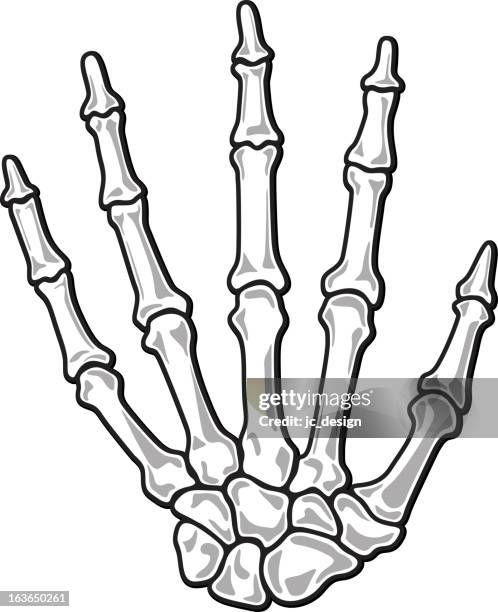 hand skeleton illustration - proximal phalanges stock illustrations