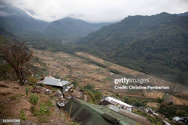 Angami Terrace Rice Angami Photos and Premium High Res Pictures - Getty Images
