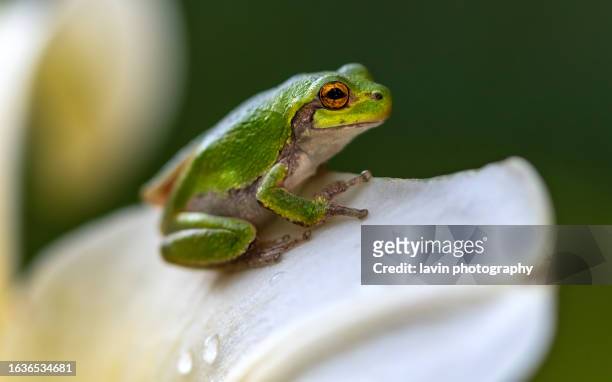 green frog on petal - kikker kikvorsachtige stockfoto's en -beelden