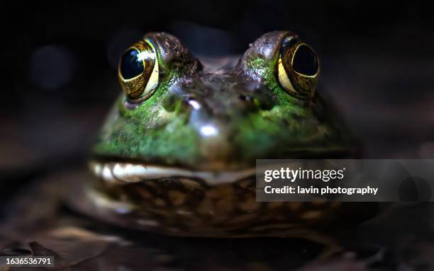 grüner frosch nahaufnahme gesicht - amphibie stock-fotos und bilder