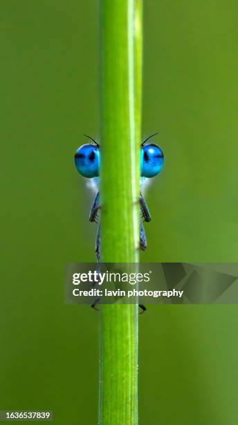 caballito del diablo escondido detrás de una brizna de hierba - damselfly fotografías e imágenes de stock