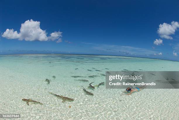 snorkeling with sharks - seychelles 個照片及圖片檔