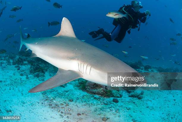 large shark and scuba diver - bull shark 個照片及圖片檔