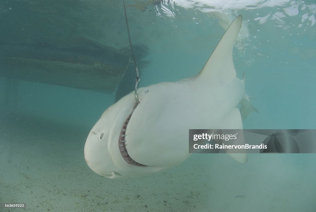 Shark hooked next to boat