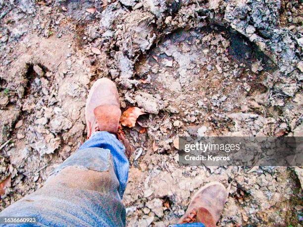 elephant footprint animal track - elephant foot stock pictures, royalty-free photos & images