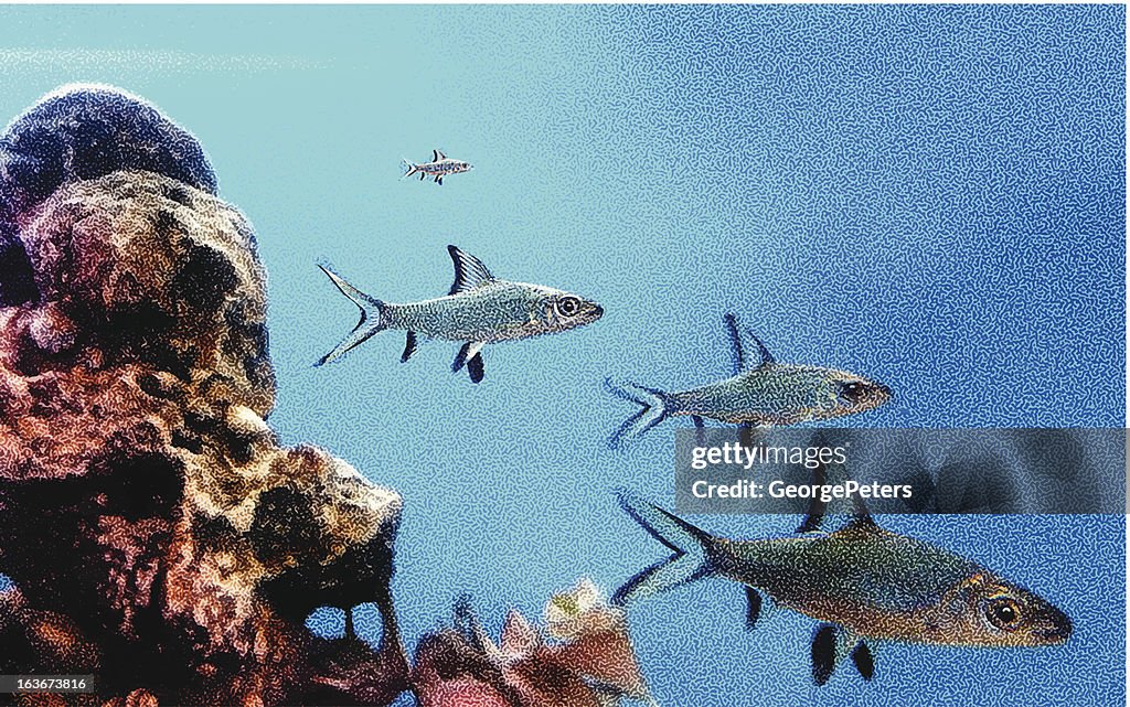 Fish And Reef