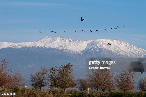 mount hermon, israel - mount hermon stock pictures, royalty-free photos & images