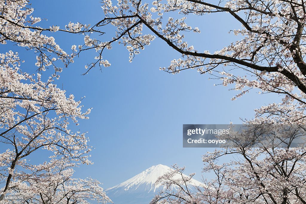 Mt Fuji in Spring