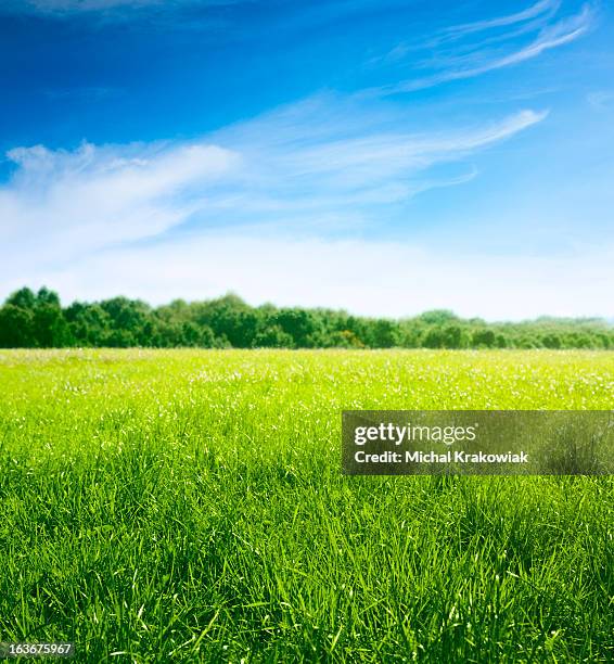 spring on meadow. fresh grass and beautiful clouds. - heldere lucht stockfoto's en -beelden