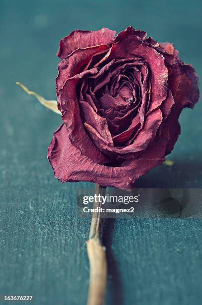 red rose séché cloe - death of a rotten photos et images de collection
