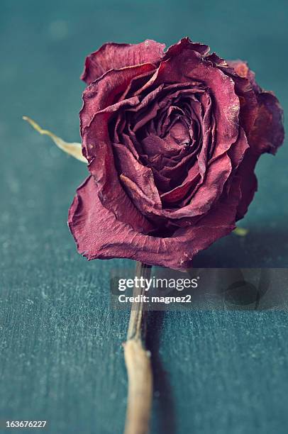 red dried rose cloe up - rotting stockfoto's en -beelden