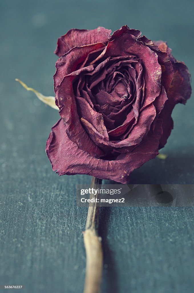 Red Dried Rose Cloe Up