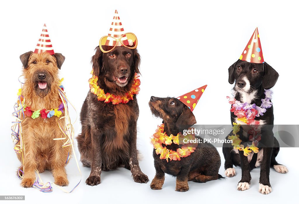 Happy Party Dogs