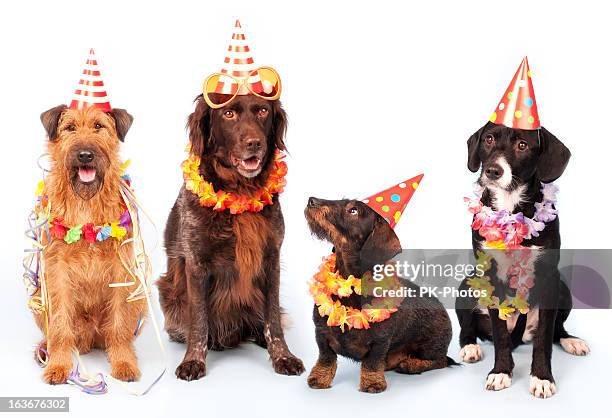 feliz festa cães - party hat imagens e fotografias de stock