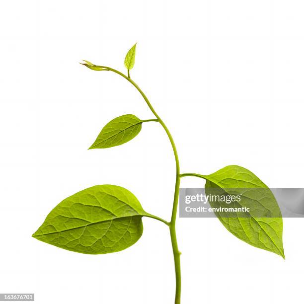 climbing plant isolated on white. - seedling bildbanksfoton och bilder