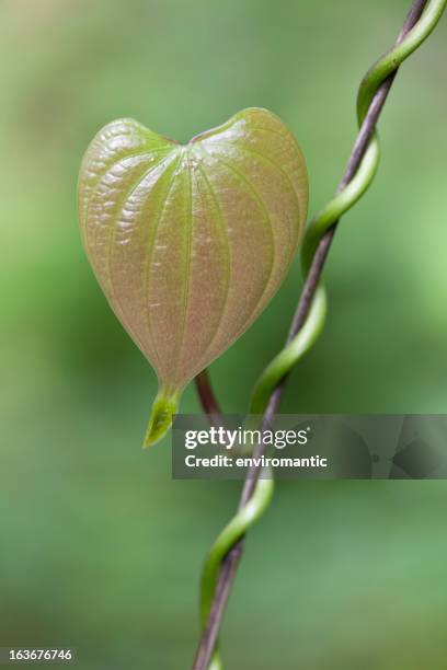 heart shaped leaf of a creeper plant. - twisted together stock pictures, royalty-free photos & images