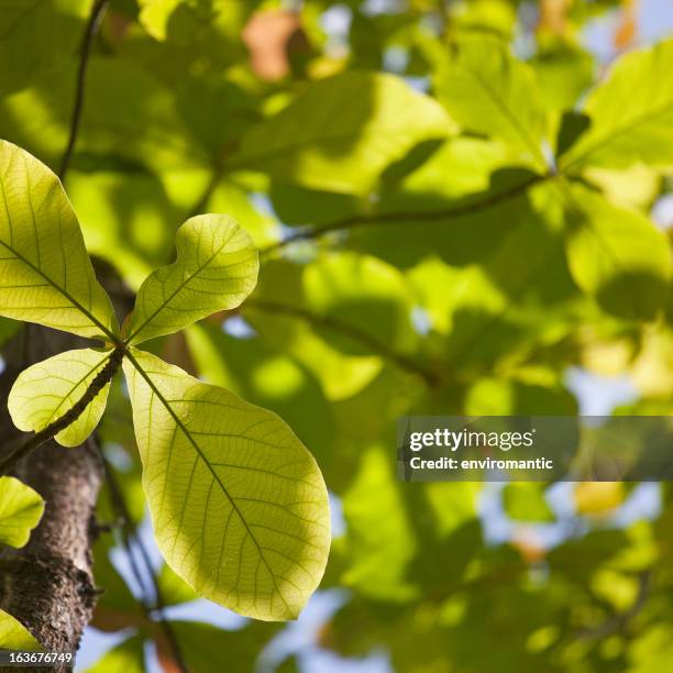 teak leaf forest background. - teak stock pictures, royalty-free photos & images