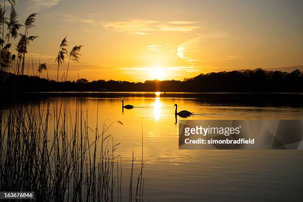 swan lake - surrey england stock pictures, royalty-free photos & images