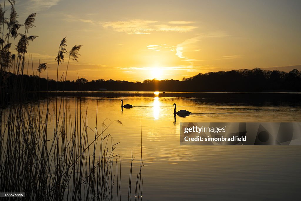 Swan Lake