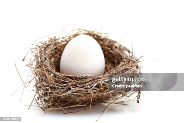 nest with egg - nest egg stock pictures, royalty-free photos & images