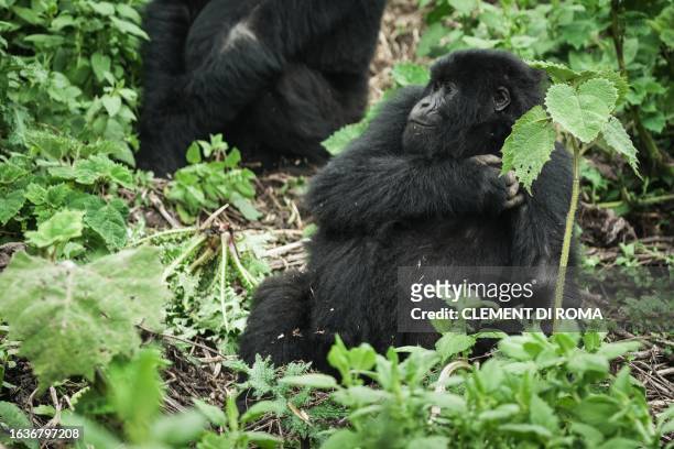 Young mountain gorilla rests in the dense forest of the Volcanoes National Park on August 31, 2023. Audrey Azoulay, UNESCO's chief, visited the...