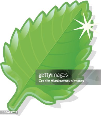 Fresh mintleaf (lightgreen) Fresh mintleaf (lightgreen)