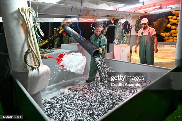 Crew member of Rifat Reis 3, departing from Guzelbahce Harbour, collects fish caught from the Aegean Sea on the first day of the hunt as fishermen...