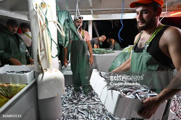 Crew members of Rifat Reis 3, departing from Guzelbahce Harbour, collect fish caught from the Aegean Sea on the first day of the hunt as fishermen...