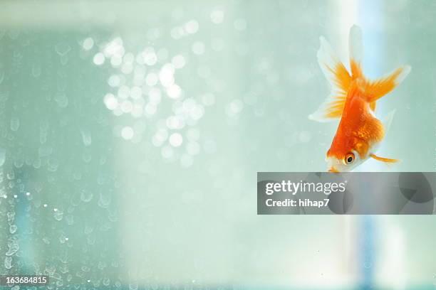 goldfish - fish tank fotografías e imágenes de stock