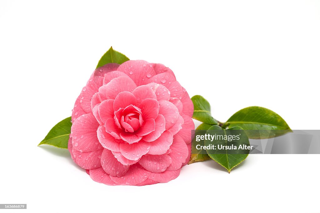 Pink camellia with raindrops