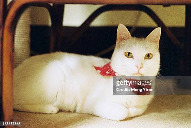 a white cat squat under the chair - cravat bildbanksfoton och bilder