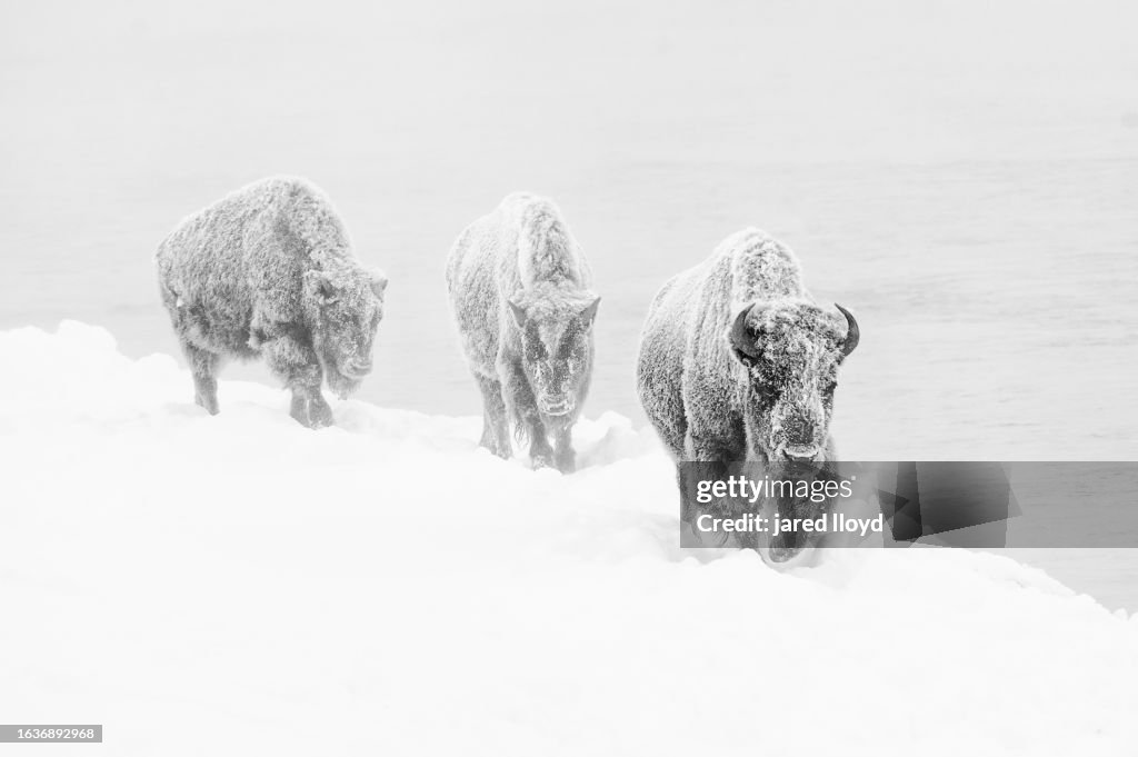 three bison covered in hoarfrost?s1024x1024&ampwgi&ampk20&ampc5AOh DmXIR81F83npO3iH0363ZGpdp7ItR7jF6L0pXs