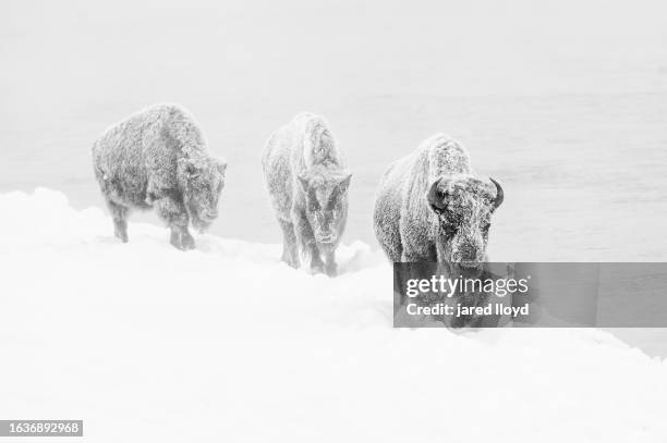 three bison covered in hoarfrost - ox driven stock pictures, royalty-free photos & images