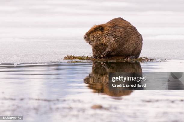 north american beaver on ice - beaver bildbanksfoton och bilder