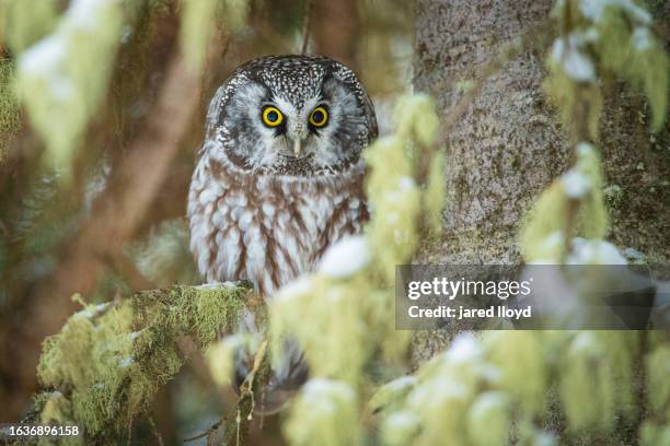 boreal owl peering from tree - boreal forest stock pictures, royalty-free photos & images