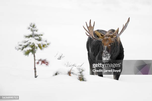 bull moose in the snow - bull moose stock pictures, royalty-free photos & images