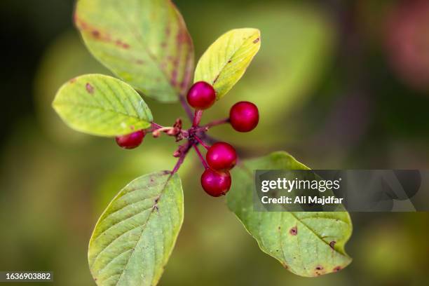 alder buckthorn - alder tree stock pictures, royalty-free photos & images