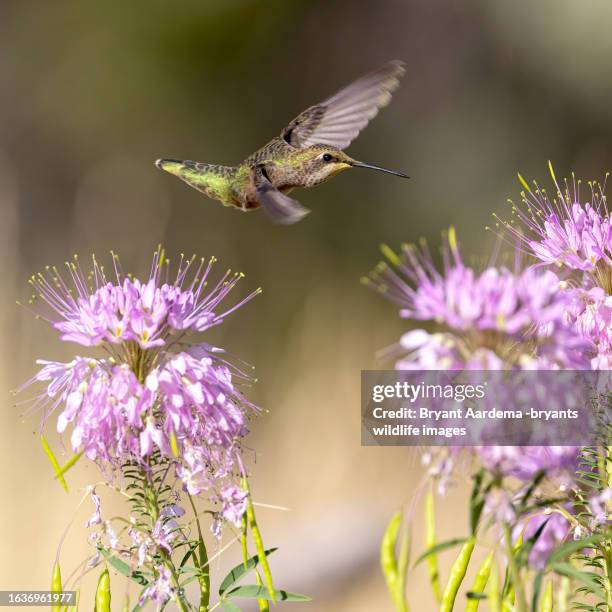 flying hummingbird - pic of hummingbird stock pictures, royalty-free photos & images
