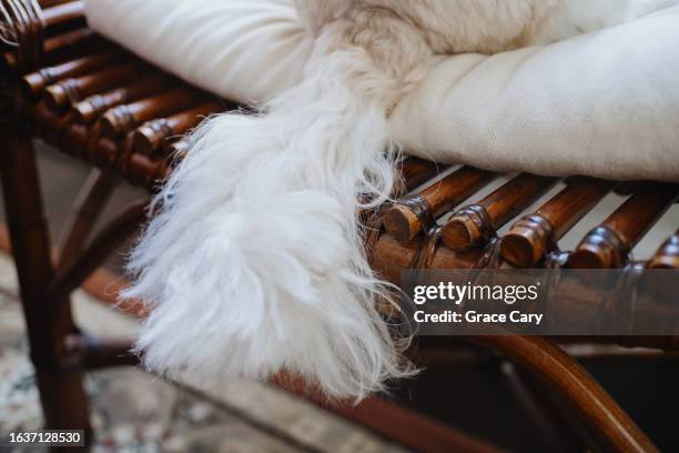 106 Fluffy Stool Stock Photos, High-Res Pictures, and Images - Getty Images