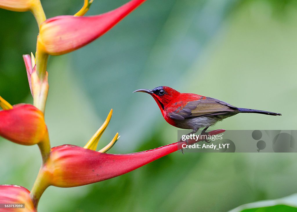 Crimson Sunbird - Aethopyga siparaja